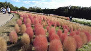 【4K】万博記念公園 Expo'70 Commemorative Park (Osaka, Japan) (2022)