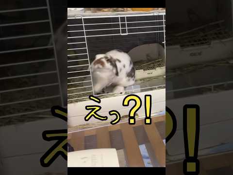 怒りを露わにするうさぎ/感情表現豊かなうさぎ/ #うさぎ #うさぎとの生活 #40代 #rabbit #うさぎと暮らす #かわいい #うちのうさぎ #bunny #癒し