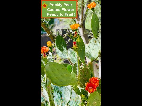 Prickly Pear Cactus Plant 🌵Cactus Flower Ready to Fruit! (Planta de Nopal) Shirley Bovshow #shorts