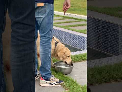 Golden Retriever getting some water #goldenretriever #shorts #dog