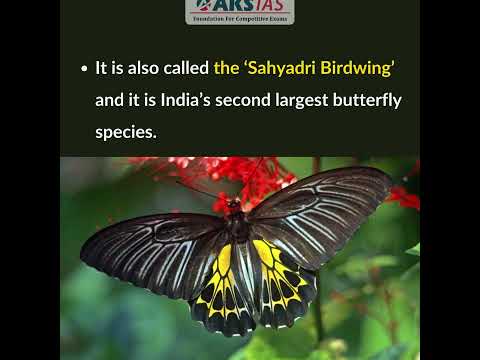 Southern Birdwing butterfly #upsc #aksias #iascoaching