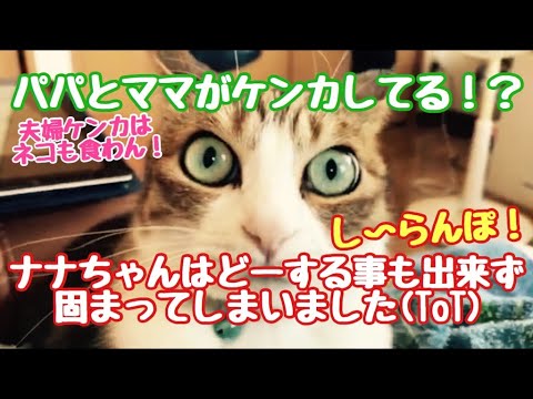 夫婦ケンカは猫も食わん！？