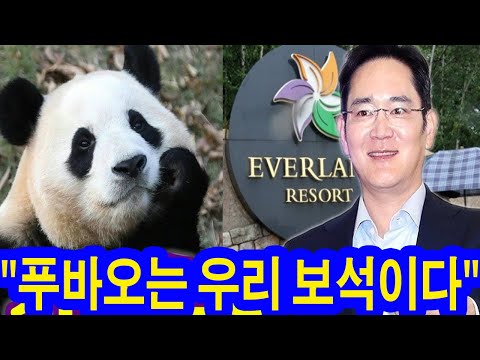 삼성 이재용 회장은 푸바오의 동물원을 450억원에 매입하기로 결정. 중국 사육사들 모두 해고하고 한국인으로 대체. 네이버→웨이보 3시간 동안 검색어 1위 "푸바오는 우리 보석이다"