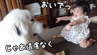 【祝！】妹が初めて「おいで！」をすると顔を埋めて甘える超大型犬が可愛いw｜グレートピレニーズ