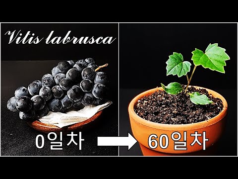 포도를 키우는 간단한 방법｜나만의 포도 나무 키우기｜캠밸 포도 키우기｜미국 포도 키우기｜미국 포도 품종 캠밸 얼리｜미국종 포도｜How to grow #60 Grape