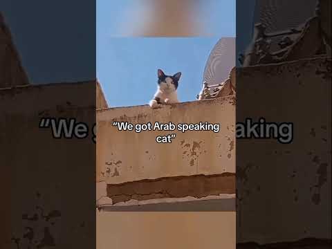 Cats can understand English #cat #pets #funnypets #funnycats #shorts