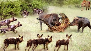 Greatest Fights In The Animal Kingdom 🐆🐊 Pt. 3 | Wild Discovery Animals 2024