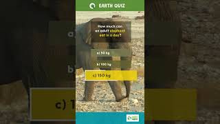 Elephant Trivia Quiz by Earth Quest | #Elephant #WildlifeConservation