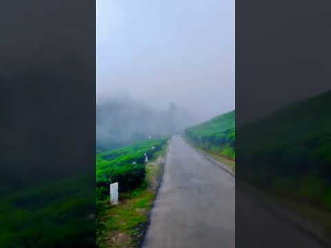 Roads in waynad       #waynad #fog #roadtrip #travel #godsowncountry #love #mountains #pahad #reels