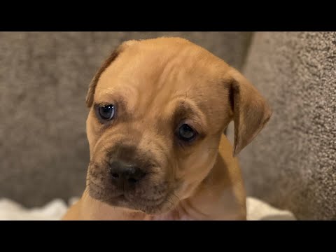 Tiny puppy thinks he’s a tough guy