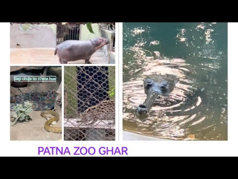 Patna Zoo | पटना चिड़ियाघर | Sanjay Gandhi Biological Park |Patna Bihar#patnazoo #atulsahebofficial