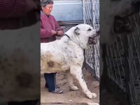 Biggest_Central_Asian_Shepherd_Dog#monster alabai#viralvideo