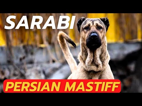 SARABI DOG - THE PERSIAN MASTIFF