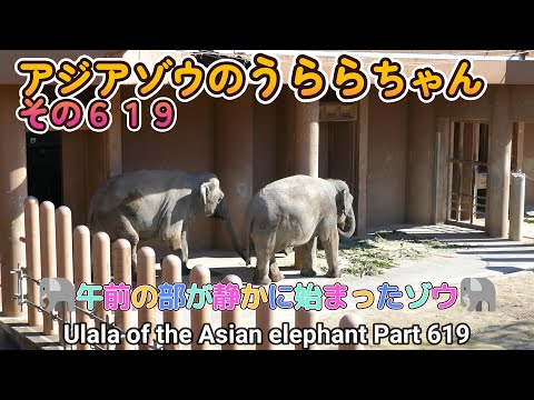 アジアゾウのうららちゃん（６１９）🐘午前の部が静かに始まったゾウ🐘（東山動植物園）Ulala of the Asian elephant Part 619