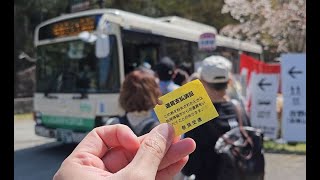 Go to Yoshino Mount from Nara, Japan (Cherry Blossom Season)