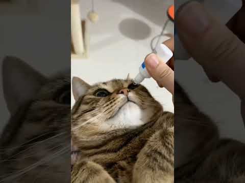 Smart cat #catfunnyvideo #shorts