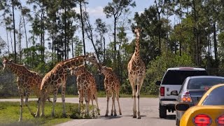 Ride into the Wilderness at Lion Country Safari