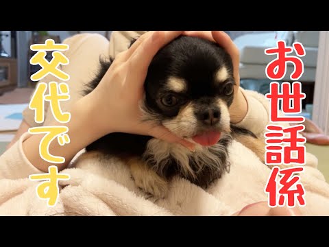 ママンはもう引退⁈世代交代なるのか？#チワワ #癒し #犬のいる生活