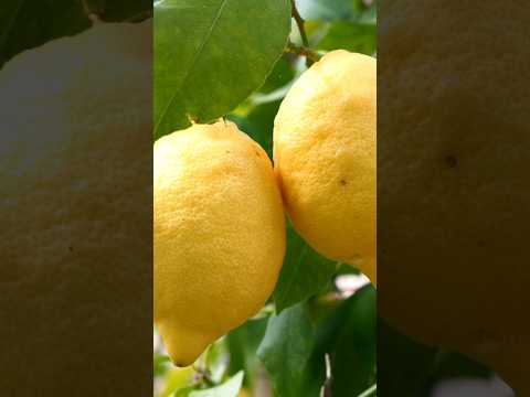 Amazing Air Layering:How To Propagate Lemon Trees Like a Pro! #lemontree #propagation #garden