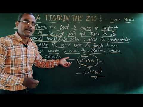 a tiger in the zoo central idea ll class 10 english chapter 2 central idea l A Tiger in the zoo 10th