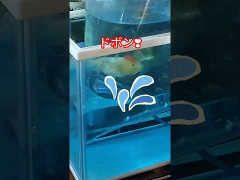 [金魚]　知ってたァ〜　金魚購入したら初めに　温度合わせしてね❢#goidfish