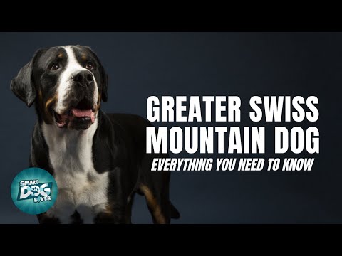 Greater Swiss Mountain Dog 101: Everything You Need To Know