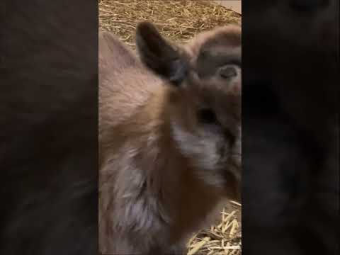 The Cuteness Is Killing Me #babygoats #goatfarm #nigeriandwarfgoat