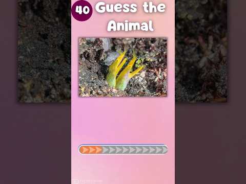 Guess 50 Animals in Just 3 Seconds – Can You Do It?|The Quiz Show