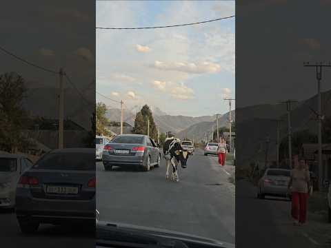 키르기스스탄 흔한 풍경 cow in street, Kyrgyzstan