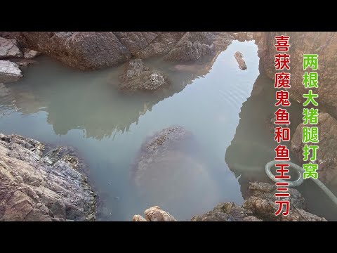 【阿向趕海】孝敬丈母娘的豬腳窩 驚現魚王三刀 爆擒十幾斤章魚保羅怒賺四千