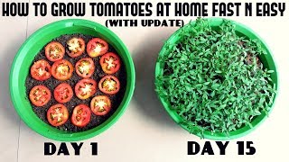 Grow Tomatoes from Tomatoes (Easiest Method Ever With Updates)