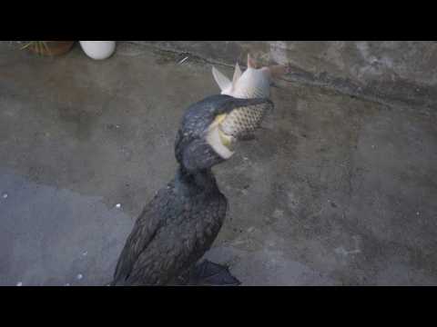 See how clever cormorants eat fish