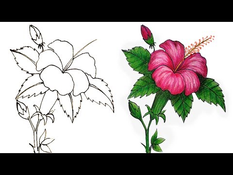 How to Draw a Hibiscus Flower  Step by Step (Very Easy)