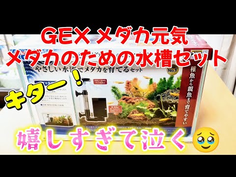 【メダカ】GEX メダカ元気 メダカのための水槽400セットが届いて嬉しすぎて初心者は終始笑う😆Love💗#ジェックス#めだか#室内#飼育#越冬#Amazon#稚魚#メダカ専用設計