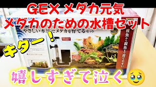 【メダカ】GEX メダカ元気 メダカのための水槽400セットが届いて嬉しすぎて初心者は終始笑う😆Love💗#ジェックス#めだか#室内#飼育#越冬#Amazon#稚魚#メダカ専用設計