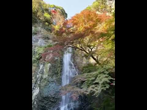 大阪　箕面の滝　2022 11月18日