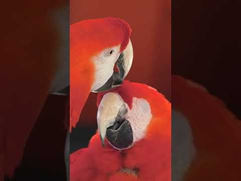 Beautiful Pair Of Red Macaw Kissing, Beaking And Romancing/Animal Mating Video 2022