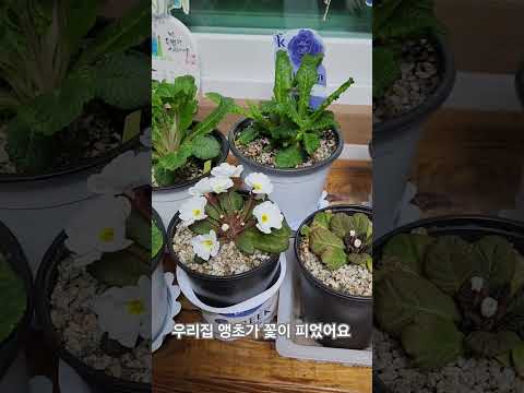 꽃 피기 시작 하는 발레리나 앵초 완다 앵초