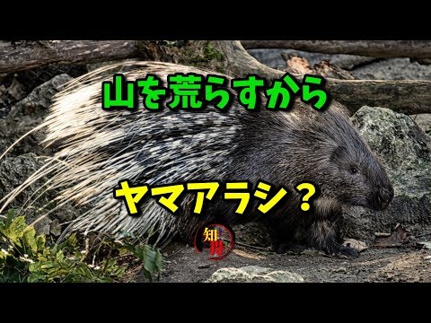 ◆知っ得◆雑学　ヤマアラシの名前の由来は本当に山を荒らすから🙀 　◆知っ得◆雑学