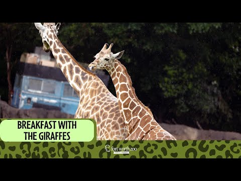 Join our giraffes for some breakfast