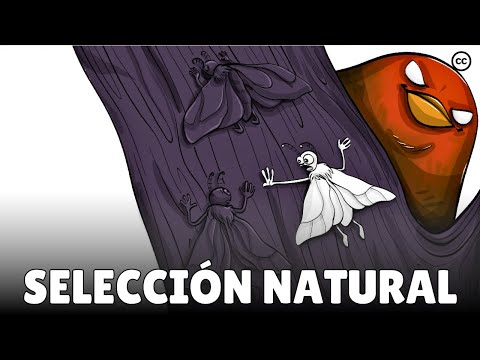 La teoría de la evolución de Darwin: la selección natural