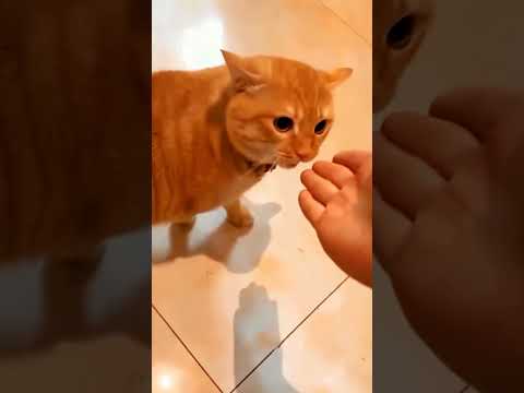 Orange cats compilation #cat #funnycats #pets #funnypets #shorts