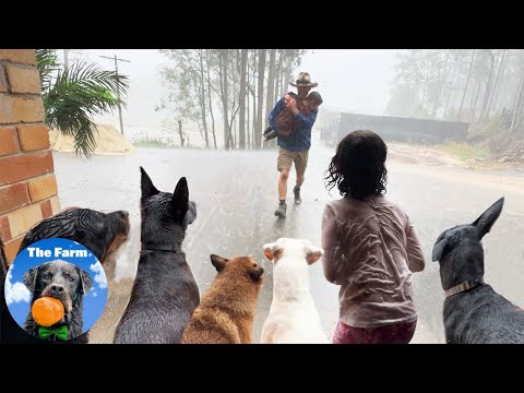 Torrential Rain // My Life Vlog - with Dogs