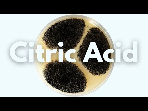 Citric Acid & Toxic Black Mold — What to Know