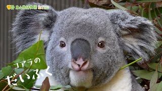 【東山動植物園公式】だいふくもぐもぐ。そして、おやすみ《 コアラ 》