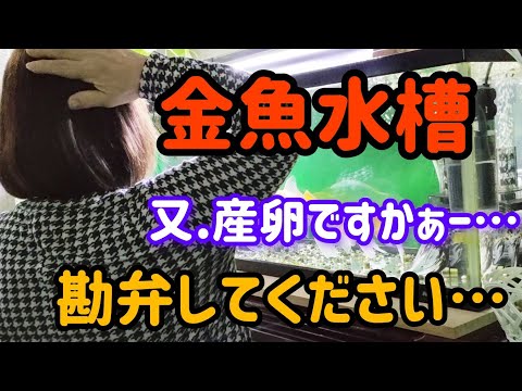 [金魚]　金魚の産卵…今回は採取しません！稚魚はもういりません❣　最後に報告が２個ありますのでお見逃しないように👍…　#goidfish