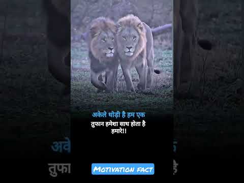 Lion Motivation// Lion Status Video// #lion #lionking #lions #shorts #short #shortsfeed #viral #king