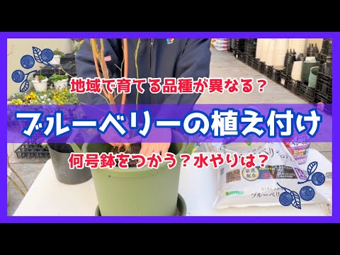 【園芸】基礎知識〜植え付けまで徹底解説 ブルーベリー栽培を始めよう！