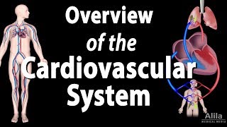 Cardiovascular System Overview, Animation