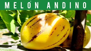 ANDEAN MELON, SWEET CUCUMBER, MELON PEAR (FRUIT) (SOLANUM MURICATUM) (SWEET CUCUMBER/SWEET PEPINO)